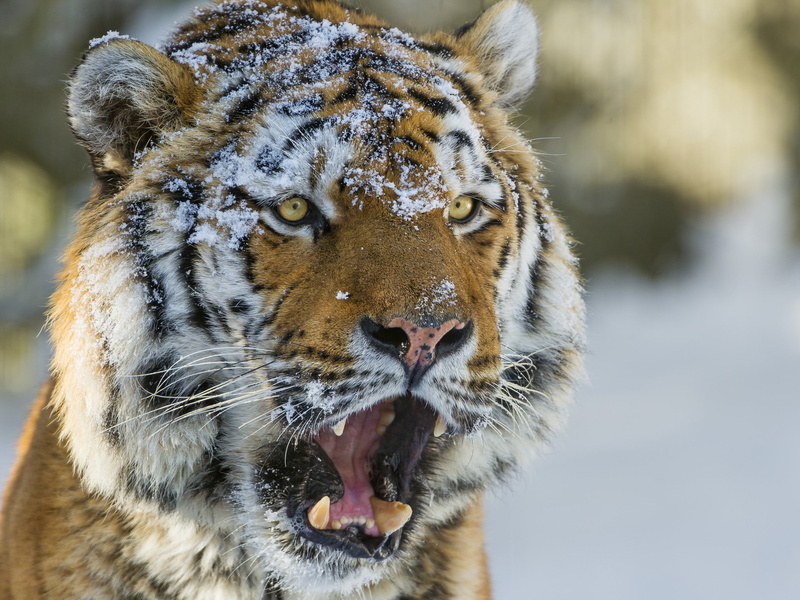 face, © Tambako The Jaguar, 1080P, tiger, the Siberian tiger, Cat, siberian, snow, eyes