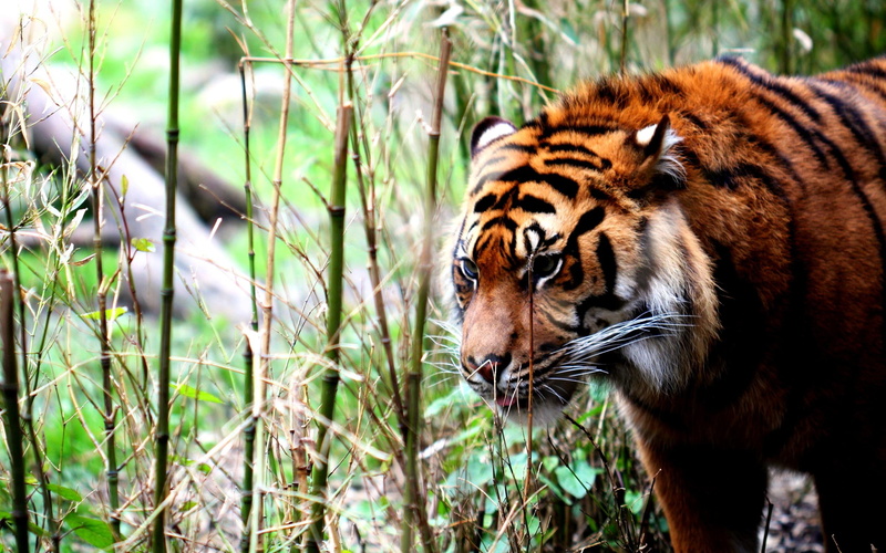 photo, beauty, 2K, bamboo, siberian, leaves, walking, animals, tiger, hunter, powerful, predator