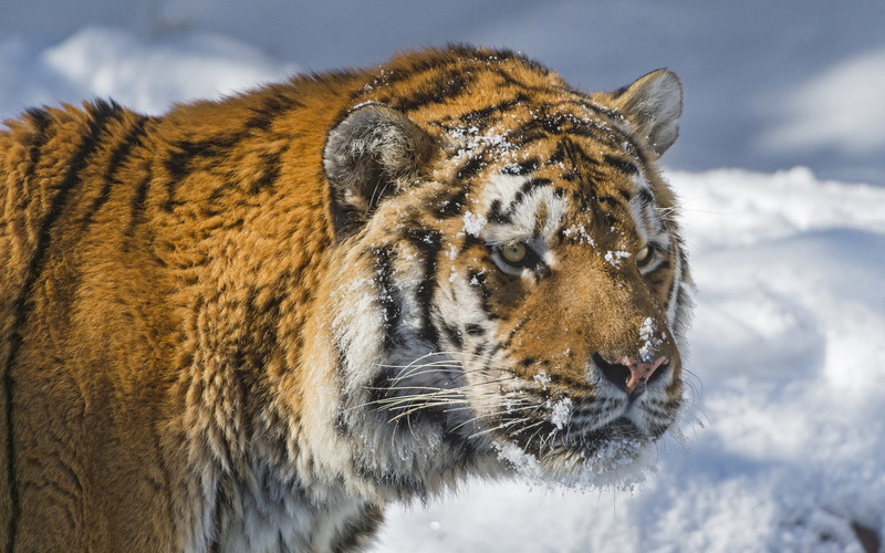 1080P, Face, Siberian, Tiger, Winter