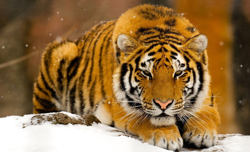 Animals, carnivora, beauty in nature, brown, cold temperature, big cat, zoo, nature, Snow, animal head, no people, Wild, animals in the wild, one animal