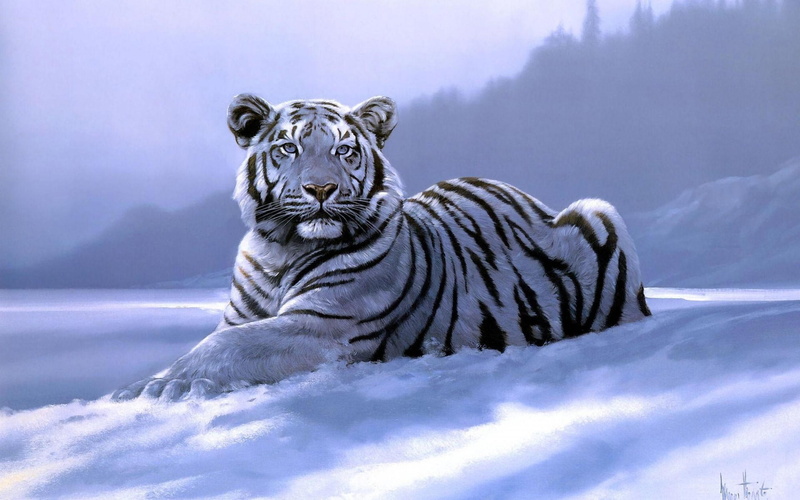 animal, tiger, siberian, 2K, snow