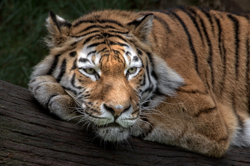 2K, Siberian tiger, Amur tiger