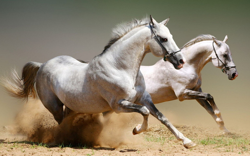 animal wildlife, sunlight, nature, outdoors, no people, animals, domestic animals, mammal, two animals, field, working animal, animal family, animal, day
