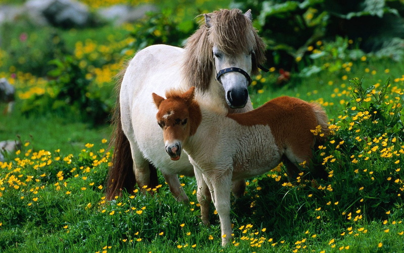 1080P, family, horse, love, horses