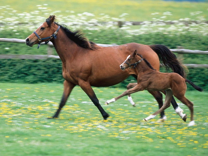 horses, family, art, 480P, horse, hd, animals