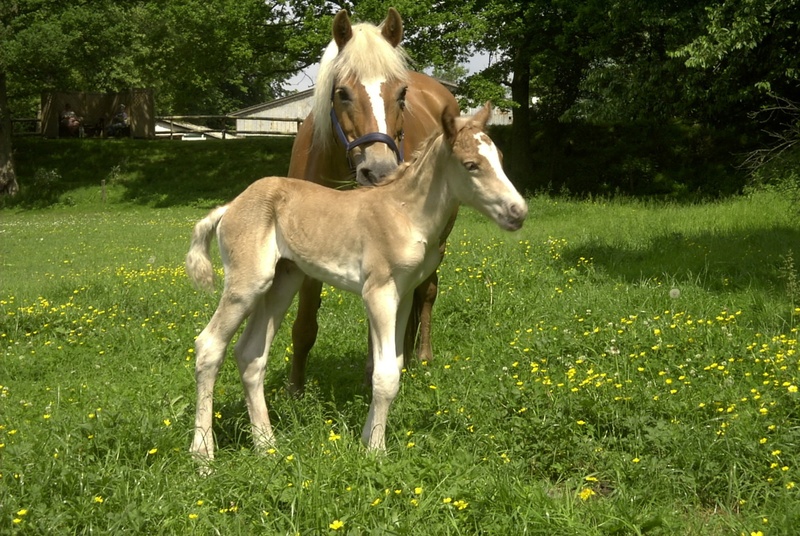 animal, animal family, young animal, domestic, haflinger, vertebrate, pets, herbivorous, nature, animal wildlife, foal, domestic animals, brown, two animals
