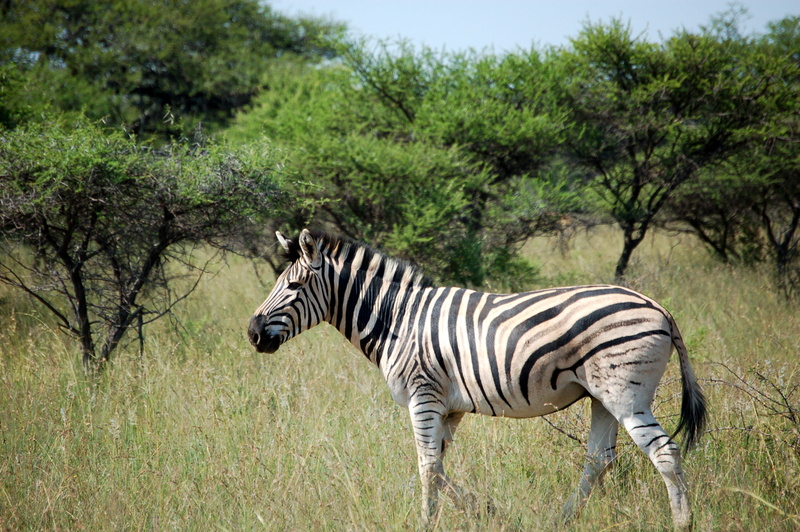 land, south africa, one animal, outdoors, no people, grass, striped, domestic animals, vertebrate, herbivorous, africa, animals in the wild, animal wildlife