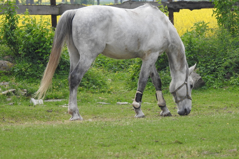 animal themes, pasture land, the horse, grazing, farm, group of animals, mammals, pets, field, plant, mare, horse, agriculture, domestic, herbivorous, nature