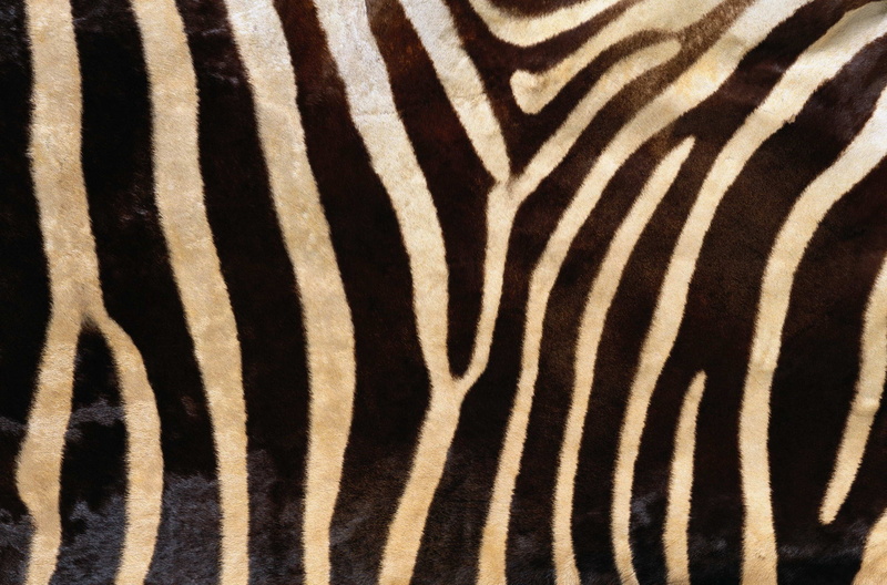 background desktop, herd, kenya, zoo, black, close-up, mammal, full frame, texture, natural Pattern, horse Family, camouflage, wildlife, print, white, sheet