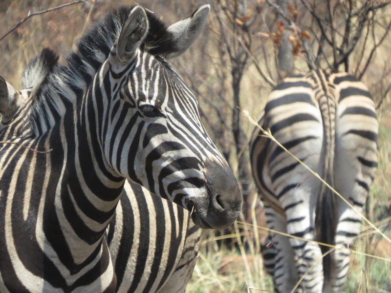 daytime, zoo, outdoors, black Color, animal head, two, mammal, animal wildlife, two animals, wildlife Reserve, animals In The Wild, safari, striped, 4K