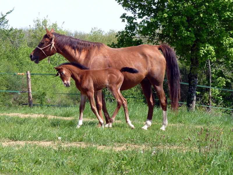 meadow, animal wildlife, mare, domestic animals, domestic, filly, two, foal, field, ranch, arabic, outdoors, no people, horse, rural Scene, brown, breeding horses