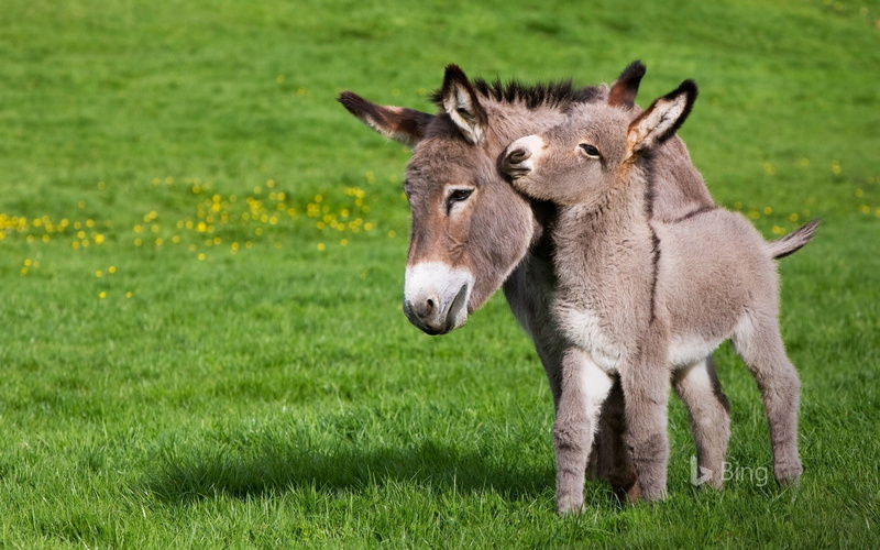 animal, nature, land, cotentin, animal themes, b, normandy, field, herbivorous, animal family, horse, grass, plant, agriculture, donkey, outdoors, domestic animals