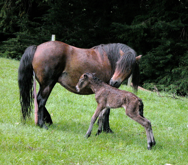 pony, mare, foal, day, plant, loving mother, land, animal family, grass, vertebrate, mammal, animal, brown, green color, infant foal, outdoors, pets, dartmoor foal