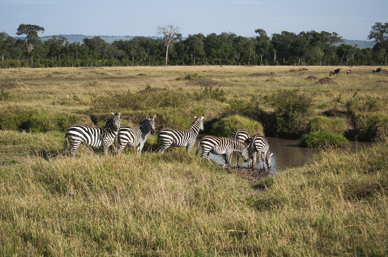 Zebra, safari Animals, pattern, plant, Africa, savannah, eco Tourism, animals In The Wild, plain, group Of Animals, striped, serengeti National Park, masai Mara