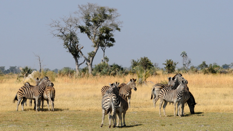 zebras, group, grass, safari, plant, masai Mara, tanzania, animal wildlife, national Park, okavango delta, 2K, masai Mara National Reserve, domestic animals