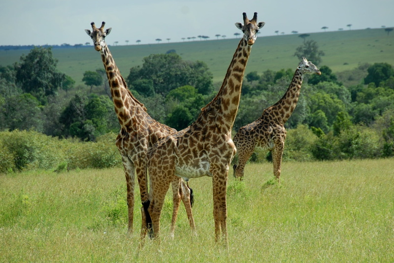 land, safari Animals, green Color, day, acacia Tree, safari, animal neck, landscape, savannah, africa, animal, eco Tourism, plant, wildlife Reserve, tanzania