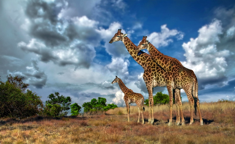 giraffes, spotted, wilderness Area, the sky, feline, plant, animals In The Wild, animal themes, kenya, acacia Tree, clouds, cheetah, nature, national Park