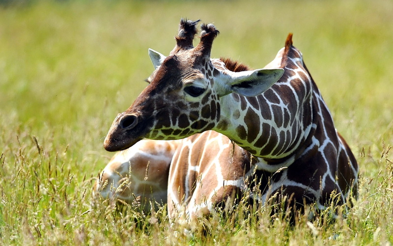 mammal, looking, national Park, animal family, animal wildlife, park - Man Made Space, wild Animals, wilderness Area, 2K, zebra, wildlife, savannah, giraffe