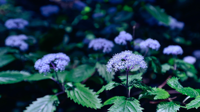 biology, leaf, healthy eating, flowers, green, japan, close-up, purple, flowering plant, flower head, mountain, outdoor pursuit, 4K, no people, leaves