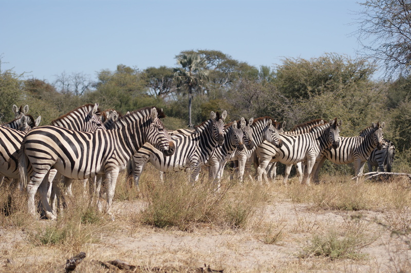 nature, plant, drawing, semi-arid, 4K, safari Animals, day, plains zebra, botswana, no people, herbivorous, animals, hoofed animals, grass, mammal, savannah