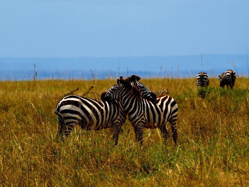 animals In The Wild, safari Animals, wild Animals, wilderness Area, group of animals, national Park, east Africa, animals And Pets, tanzania, mammal, beauty In Nature