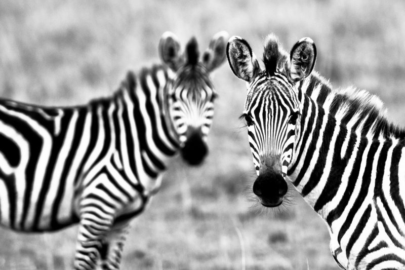 animal, wild Animals, field, focus on foreground, masai Mara National Reserve, mammal, white, safari Animals, striped, vertebrate, black And White, animal wildlife