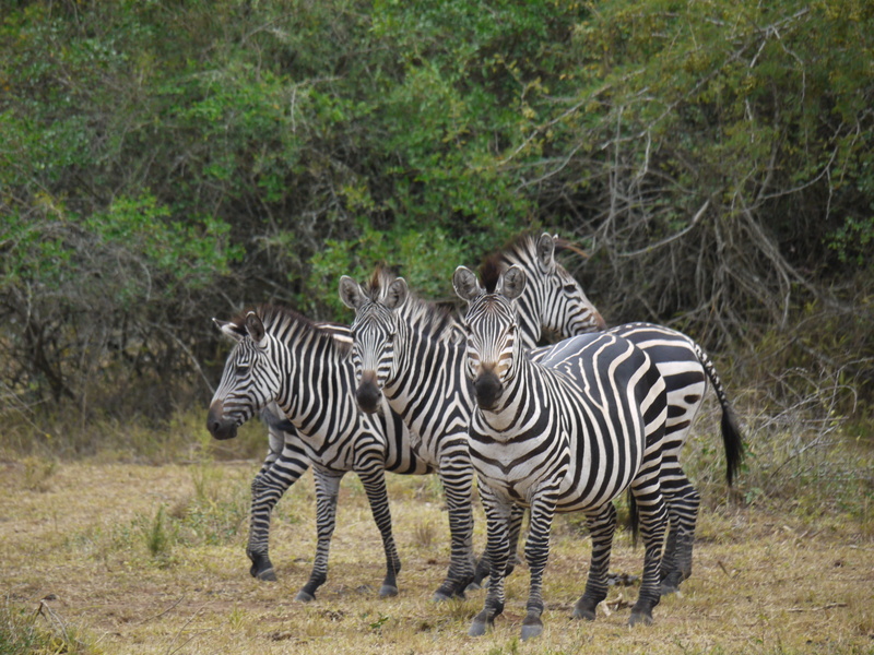 safari, no people, tanzania, plains zebra, herd, zebra, stripes, mammals, group of animals, black and white, animal wildlife, nature, east Africa, africa