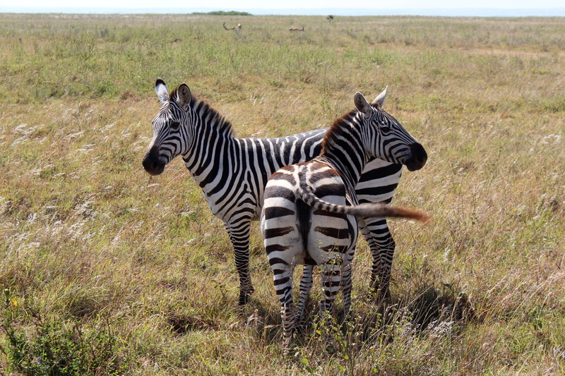 tanzania, nature, group of animals, wildlife Reserve, land, field, animals In The Wild, natural Pattern, animals, game, photos, mammals, Nairobi, national Park