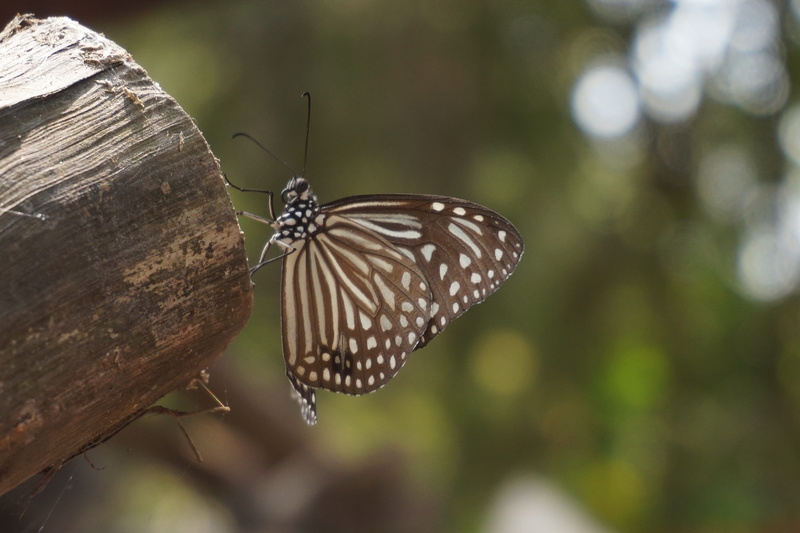 butterfly - insect, day, focus on foreground, gao giong eco-tourism, animals in the wild, animal wing, vietnam, plant, one animal, beauty in nature, 5K