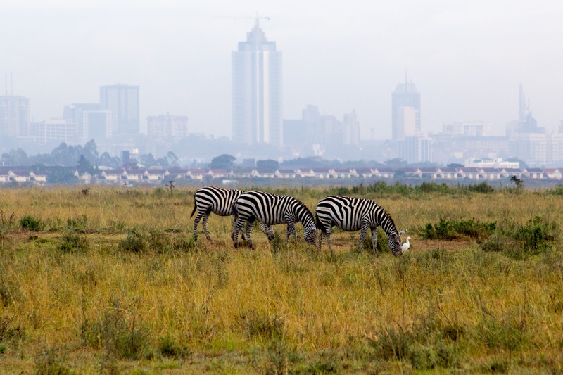 animal wildlife, herbivorous, animals in the wild, plains, travel destinations, built structure, plant, landscape, mammal, grass, spire, no people, architecture