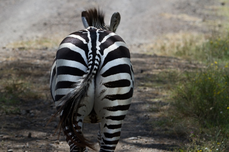 zebra, striped, daytime, safari, animal wildlife, white color, animals In The Wild, mammal, outdoors, 4K, herbivorous, animal themes, wildlife, east africa