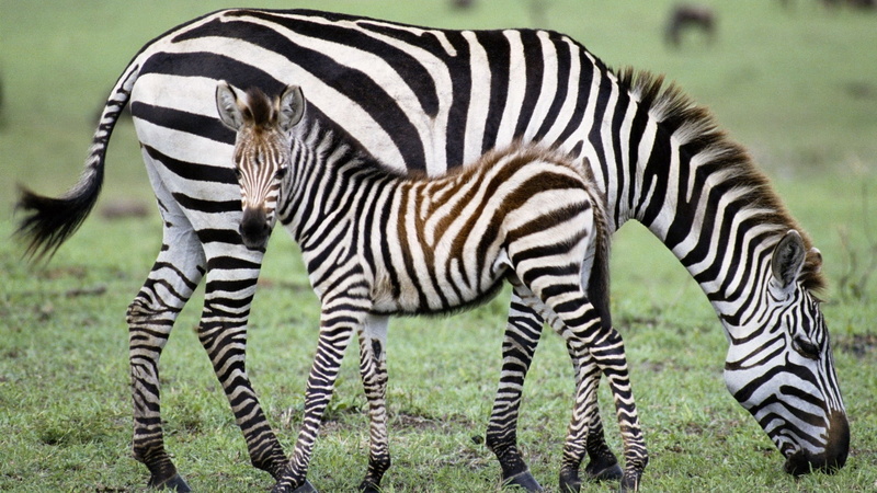 africa, 1080P, herd, zebra, kenya, east Africa, safari Animals, day, backgrounds, natural Pattern, nature, safari, black And White, herbivorous, plains Zebra