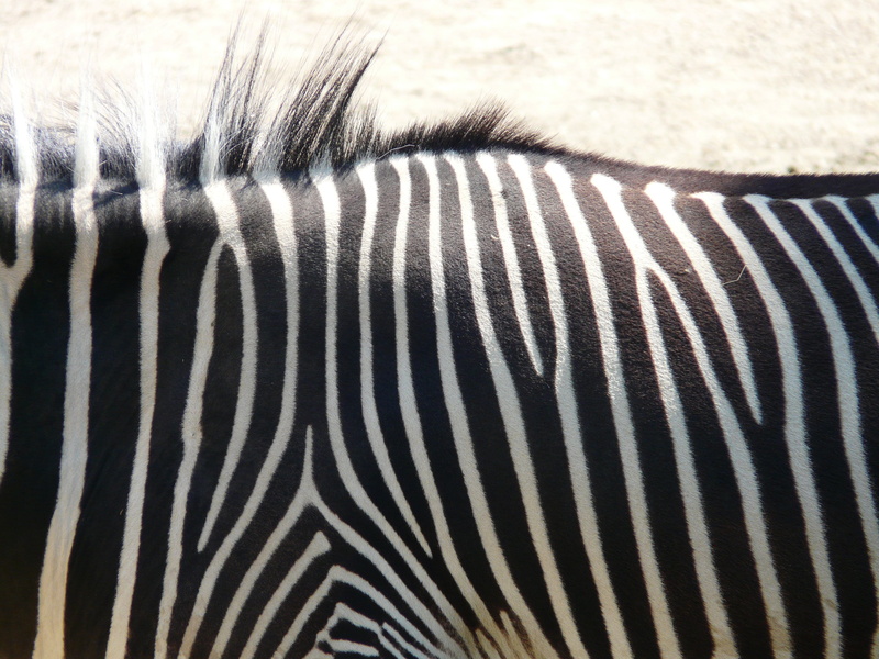 white, zebra, close-up, vertebrate, animals in the wild, natural pattern, stripes, animal body part, black, 2K, one animal, animal, mammal, photography
