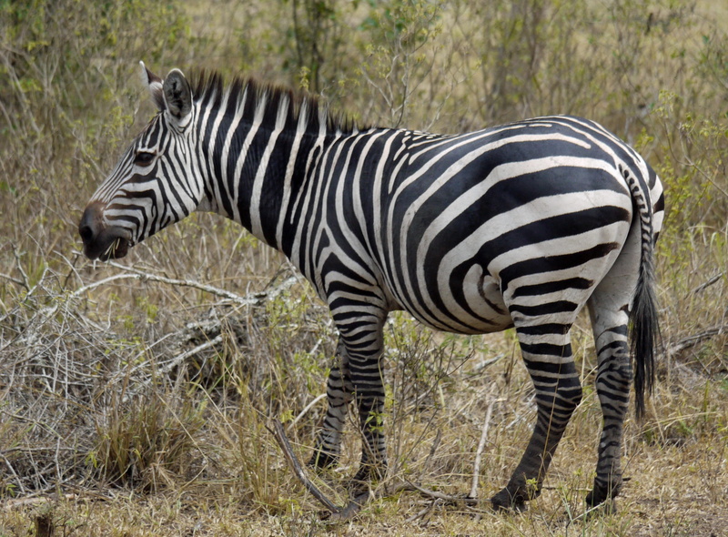 animal wildlife, animal themes, one animal, herbivorous, grass, semi-arid, stripes, outdoors, 2K, wildlife, zebra, steppe, plains zebra, striped, animal
