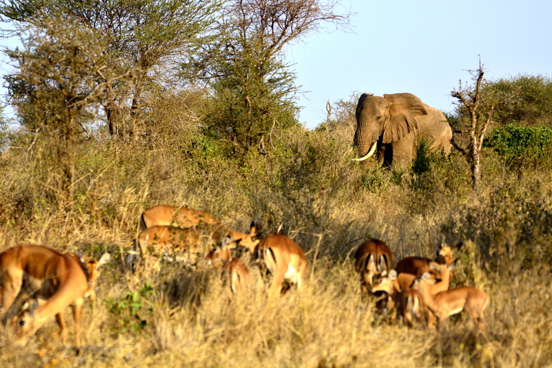 tarangire, serengeti, outdoors, animals, animal, african elephant, plant, herd, elephant, gazella, land, no people, 5K, kenya, group of animals, animal family
