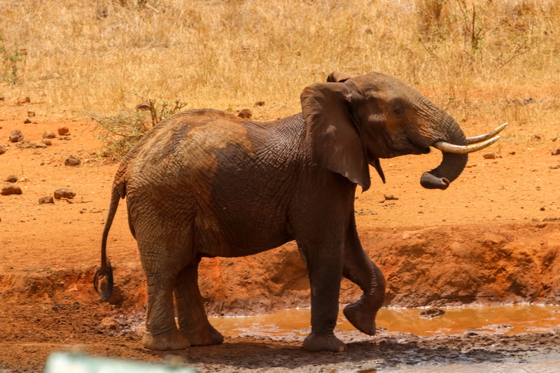 animal wildlife, nature, 5K, water, wilderness, animal trunk, water hole, mammal, animals in the wild, kenya, national park, one animal, vertebrate, africa