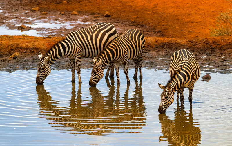 group of animals, safari, animal world, zebras, animals in the wild, herbivorous, animal wildlife, no people, zebra, water, mammal, animal, wilderness