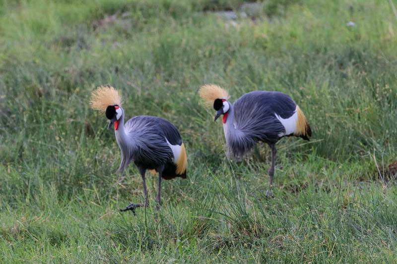 bird, landscape, focus on foreground, grey crowned crane, africa, plant, amboseli, animal themes, field, green color, vertebrate, land, day, national park