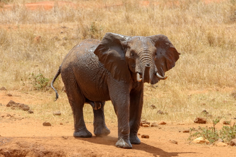 african elephant, africa, 5K, nature, animal trunk, national park, vertebrate, outdoors, day, sunlight, walking, one animal, amboseli, animals in the wild