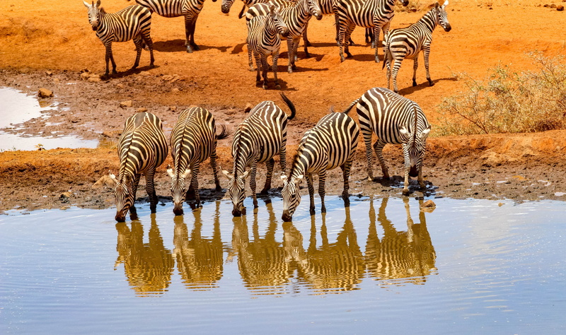 amboseli, landscape, 5K, striped, herd, nature, wilderness, drink, group of animals, national park, vertebrate, safari, africa, lake, animal wildlife
