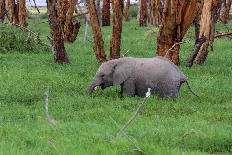green color, domestic animals, tree trunk, day, plant, animal, africa, mangrove, animals in the wild, no people, wilderness, kenya, mammal, grass, vertebrate