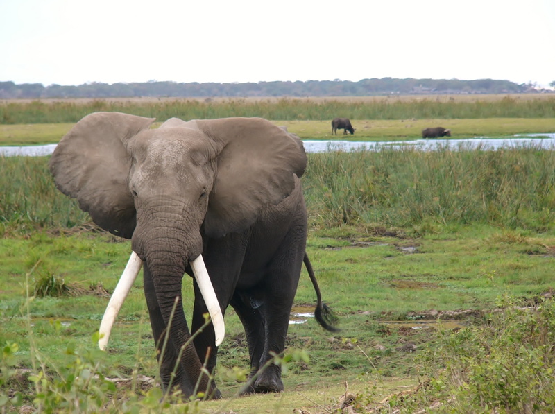 herbivorous, animals, animal family, landscape, wilderness, animal wildlife, environment, outdoors, group of animals, nature, elephant, 1080P, land, amboseli national park