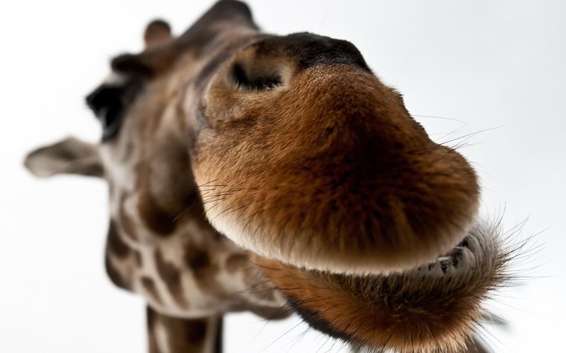 lips, giraffe, funny, 2K