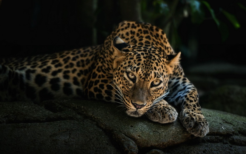 2K, leopard, predator