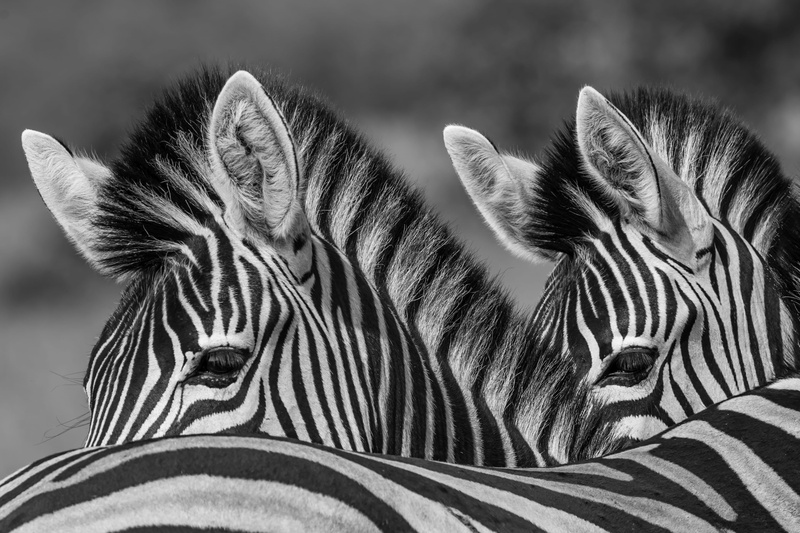 two, wilderness Area, zebras, summer, explore, safari Animals, wild, outdoors, mammal, grass, 4K, black And White, wildlife, horse Family, animal, striped