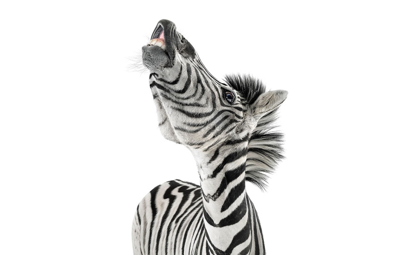 mammal, striped, cute, copy space, nature, art, indoors, looking, animal themes, clip, white, black Color, face, white Background, zoo, animal head, no People
