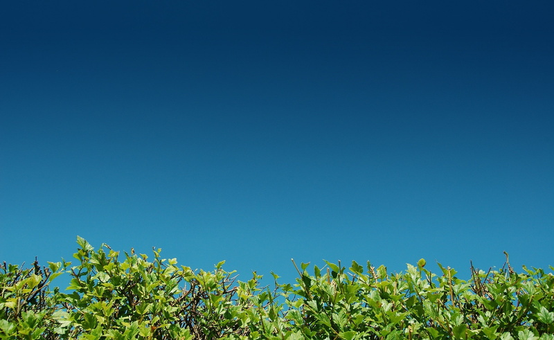 outdoors, tranquility, beauty in nature, Bushes, plants, plant part, land, leaf, sunlight, photography, no people, turquoise colored, plant, green color