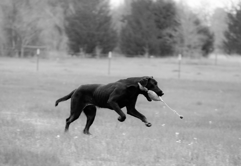side view, mammal, duck, running, black lab, dummy, focus on foreground, no people, one animal, land, field, domestic, motion, labrador, vertebrate, retriever