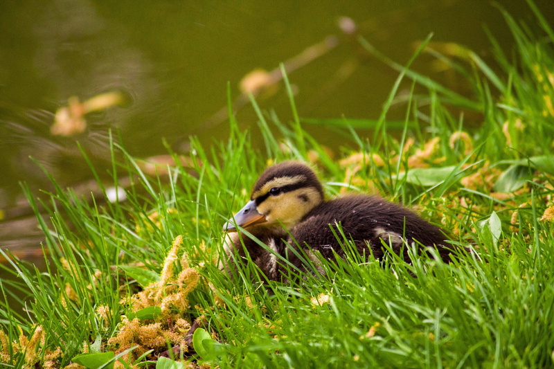 selective focus, teal, animal themes, young bird, grass, 4K, day, vertebrate, green color, animal, young animal, no people, nature, gosling, water bird hunting