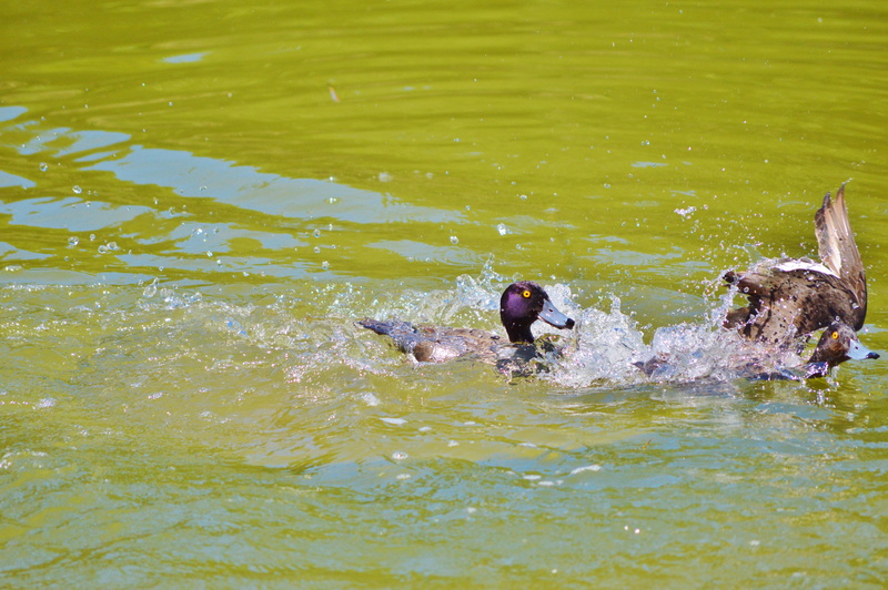 mallard Duck, poultry, herbivorous, domestic animals, waterfront, outdoors, mallard, duck bird, mammal, water bird, lake, animals In The Wild, group of animals